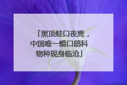 黑顶蛙口夜鹰，中国唯一蟆口鸱科物种现身临沧